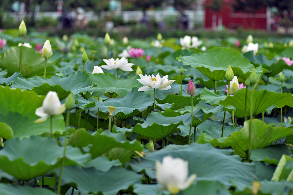 Thiếu nữ Hà thành thả dáng bên những đóa sen Tây Hồ nở sớm | Báo Nhân Dân  điện tử